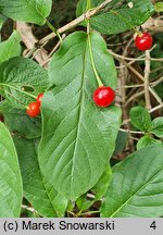 Lonicera alpigena Nana