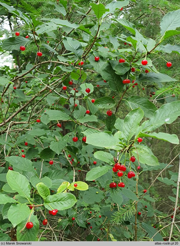 Lonicera alpigena Nana