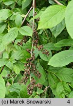 Leucothoe racemosa (kiścień groniasty)