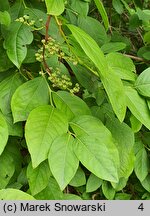 Leucothoe racemosa (kiścień groniasty)