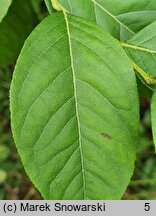 Leucothoe racemosa (kiścień groniasty)