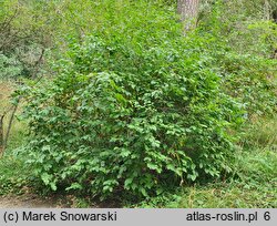 Leucothoe racemosa (kiścień groniasty)