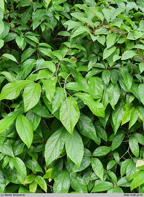 Calycanthus fertilis Laevigatus Bean