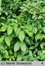 Calycanthus fertilis Laevigatus Bean