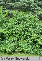 Calycanthus fertilis Laevigatus Bean