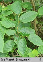 Corylopsis sinensis (leszczynowiec chiński)