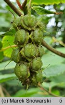 Corylopsis sinensis (leszczynowiec chiński)