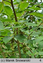 Corylopsis sinensis (leszczynowiec chiński)