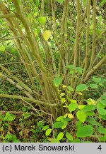 Corylopsis sinensis (leszczynowiec chiński)