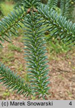 Abies veitschii (jodła Veticha)