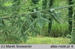 Abies veitschii (jodła Veticha)