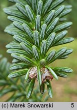 Abies veitschii (jodła Veticha)