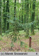 Abies veitschii (jodła Veticha)