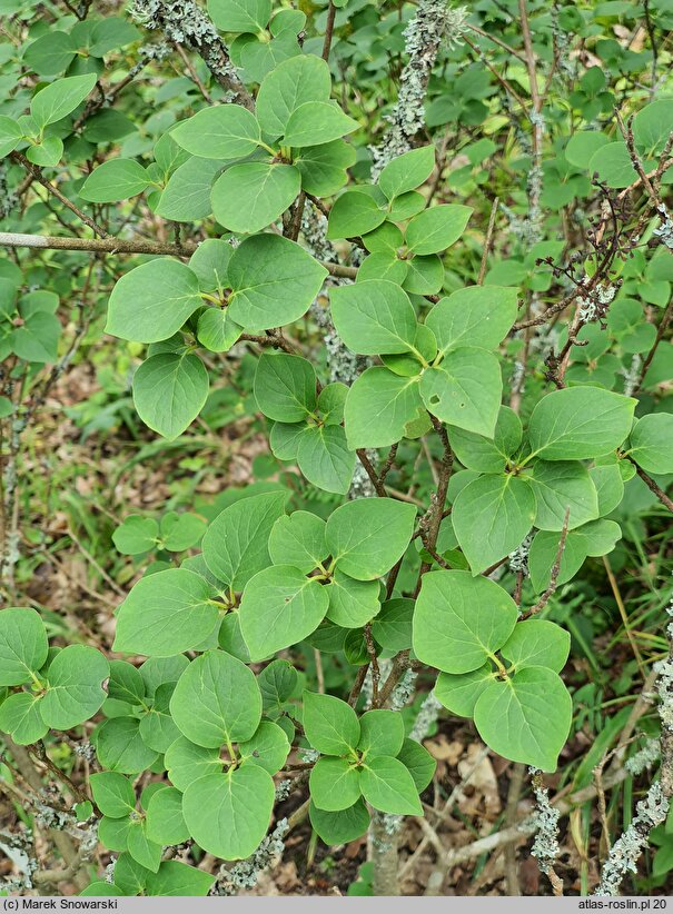 Syringa patula (lilak koreański)