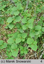 Syringa patula (lilak koreański)