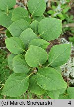 Syringa patula (lilak koreański)