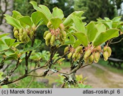 Enkianthus campanulatus (enkiant dzwonkowaty)