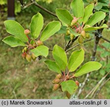 Enkianthus campanulatus (enkiant dzwonkowaty)