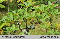 Enkianthus campanulatus (enkiant dzwonkowaty)