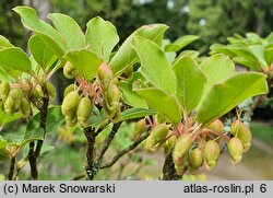 Enkianthus campanulatus (enkiant dzwonkowaty)