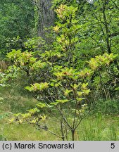 Enkianthus campanulatus (enkiant dzwonkowaty)