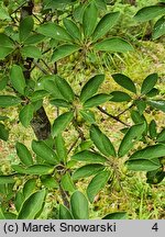 Enkianthus campanulatus (enkiant dzwonkowaty)