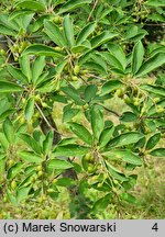 Enkianthus campanulatus (enkiant dzwonkowaty)