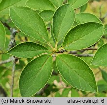 Enkianthus campanulatus (enkiant dzwonkowaty)