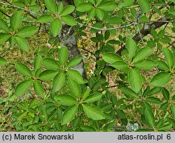 Enkianthus campanulatus (enkiant dzwonkowaty)