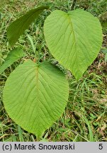 Viburnum alnifolium (kalina olcholistna)