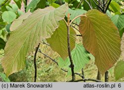 Viburnum alnifolium (kalina olcholistna)