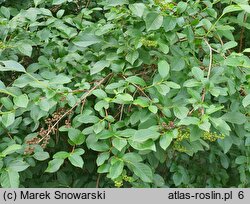 Lyonia ligustrina (lionia ligustrowata)