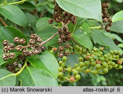 Lyonia ligustrina (lionia ligustrowata)