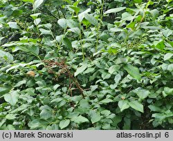 Lyonia ligustrina (lionia ligustrowata)