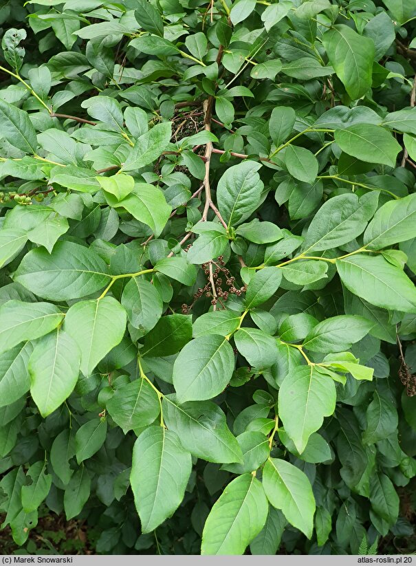 Lyonia ligustrina (lionia ligustrowata)