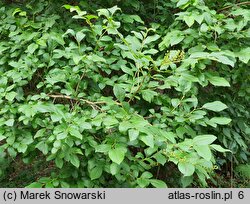 Lyonia ligustrina (lionia ligustrowata)