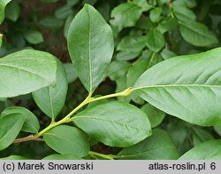 Lyonia ligustrina (lionia ligustrowata)