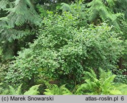 Lyonia ligustrina (lionia ligustrowata)