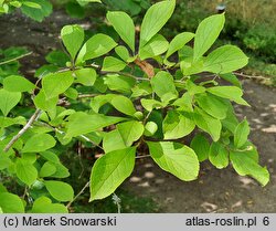 Symplocos paniculata (symplokos wiechowaty)