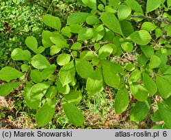 Symplocos paniculata (symplokos wiechowaty)