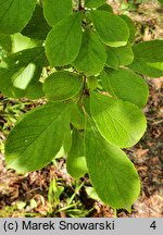 Symplocos paniculata (symplokos wiechowaty)