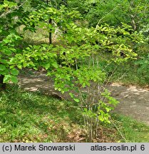 Symplocos paniculata (symplokos wiechowaty)