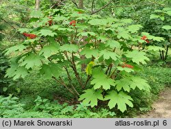 Oplopanax horridus (kolcosił straszliwy)