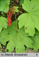 Oplopanax horridus (kolcosił straszliwy)