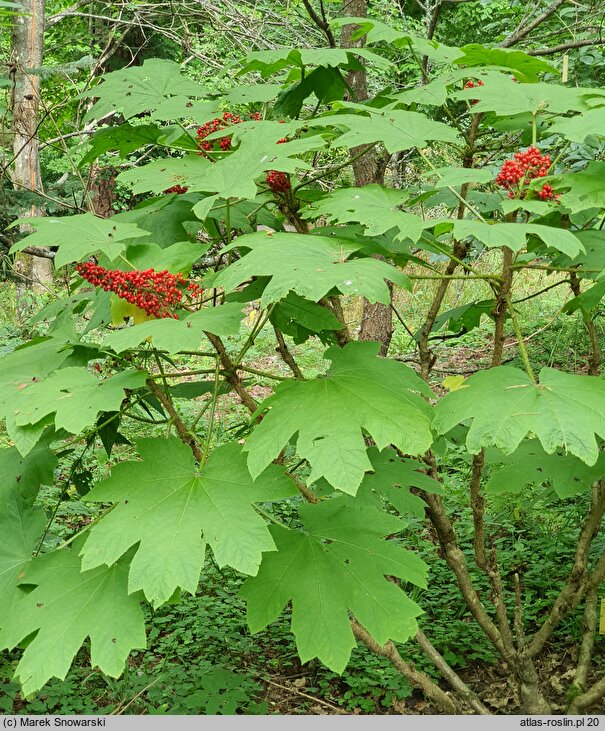 Oplopanax horridus (kolcosił straszliwy)