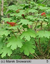 Oplopanax horridus (kolcosił straszliwy)