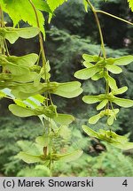 Acer argutum (klon ostroząbkowy)