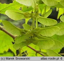 Acer argutum (klon ostroząbkowy)