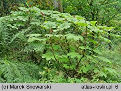 Acer argutum (klon ostroząbkowy)