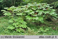 Acer argutum (klon ostroząbkowy)